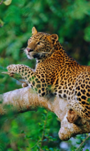 Sri Lankan Wild Leopard